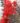 lagerstroemia_delta_flame_selyemmirtusz