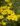 potentilla_fruticosa_elizabeth_cserjes_pimpo