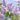 syringa-vulgaris-kerti-orgona