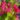 weigela_big_love_rozsalonc