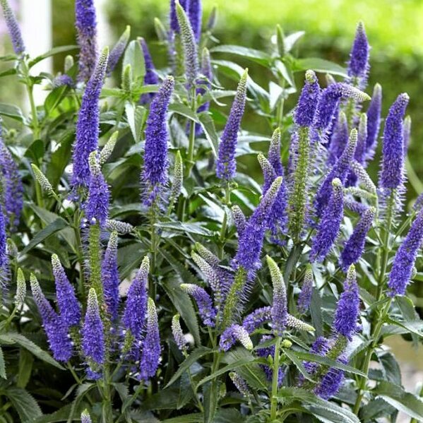 Veronica 'First Glory' / Veronika