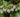 actinidia-arguta-fresh-jumbo_kivi_kiwi