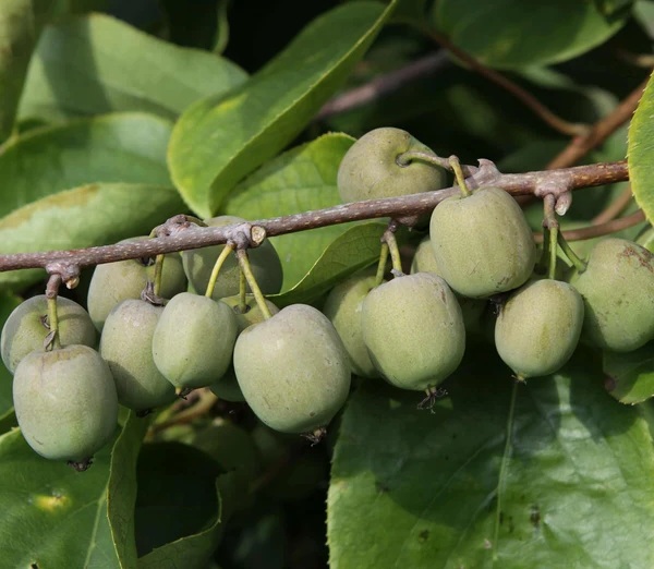 Actinidia arguta ‘Fresh Jumbo’ / Mini kivi