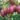 actinidia_arguta_pink_jumbo_kivi_kiwi