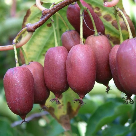 Actinidia arguta ‘Pink Jumbo’ / Mini kivi