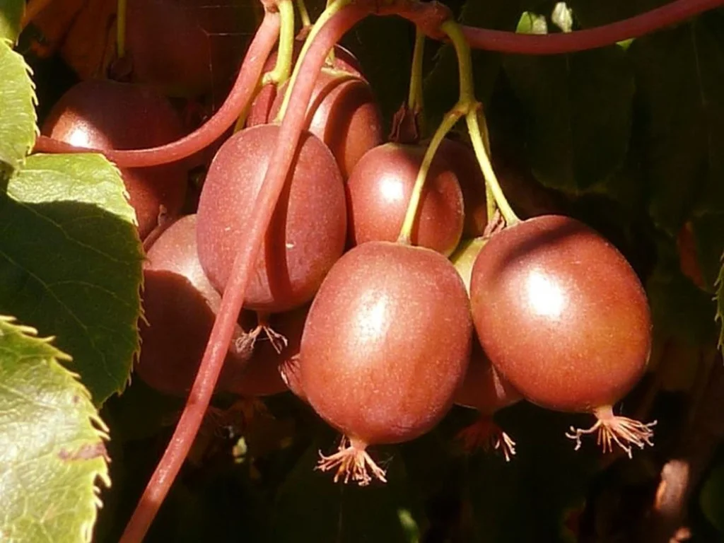 Actinidia arguta ‘Red Jumbo’ / Mini kivi