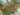 berberis_indian_summer