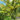 berberis_indian_summer_borbolya