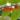 broussonetia_kazinoki_papireperfa
