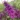 buddleia-davidii-free-petite-dark-pink