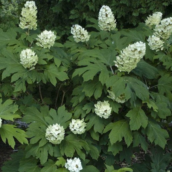 Hydrangea quercifolia ’Snow Queen’ / Tölgylevelű hortenzia