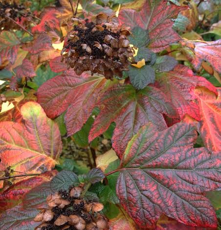 Hydrangea quercifolia ’Snow Queen’ / Tölgylevelű hortenzia - Image 2