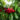 pacific-red-cseresznye