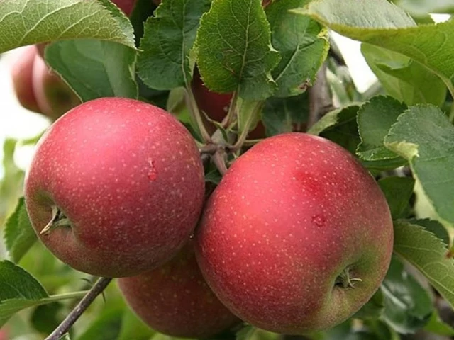 Red Jonaprince alma