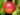 red_june_nektarin