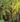 Azara_microphylla_vaniliafa