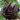 Ceratonia_siliqua_Szentjanoskenyerfa