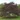 Cercis-canadendis-Forest-Pansy-biborlevelu-judasfa