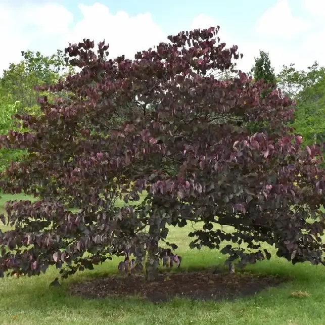 Cercis canadensis ’Forest Pansy’ / Bíborlevelű júdásfa