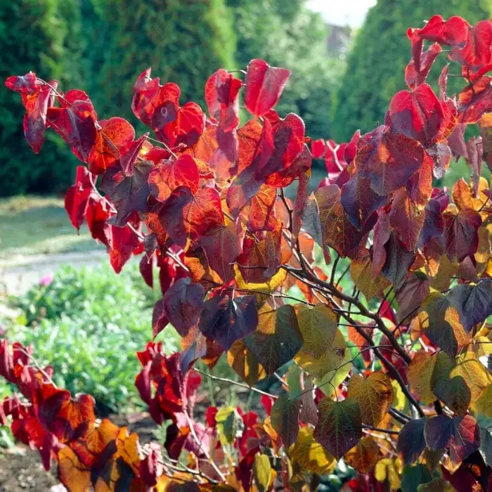 Cercis canadensis ’Forest Pansy’ / Bíborlevelű júdásfa - Image 2