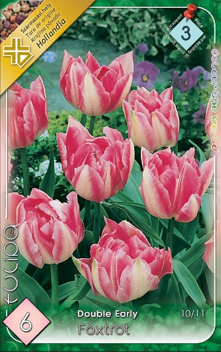 Foxtrot / Tulipán virághagyma