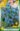 Iris_reticulata_harmony_receshagymaju_irisz