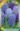 Jacint_Blue_Shades_mix_szinkeverek
