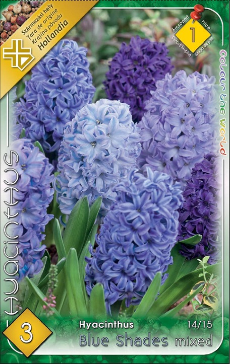 Hyacinthus Blue Shades mixed / Jácint színkeverék