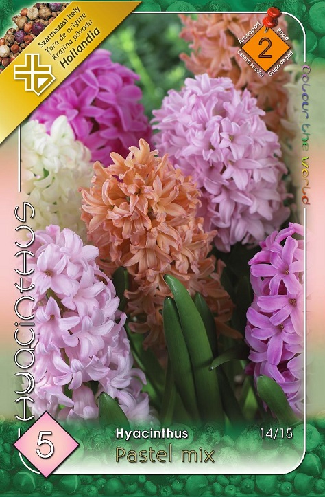 Hyacinthus PASTEL Mixed / Jácint virághagyma színkeverék (5 db-os)