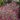 Lychnis-coronaria-barsonyos-kakukkszegfu