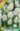 Muscari_White_Magic_viraghagyma