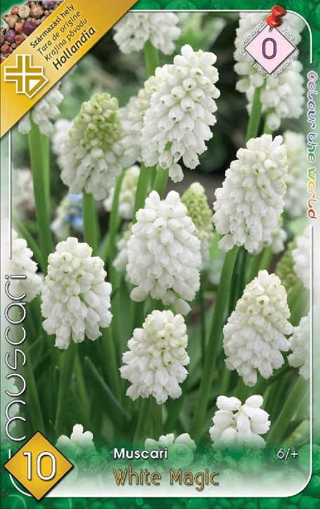 Muscari White Magic / Gyöngyike virághagyma