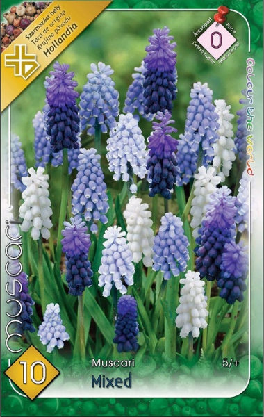 Muscari mixed / Gyöngyike színkeverék virághagyma