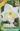 Narcisz_Frosty_Snow_viraghagyma