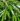 Phyllostachys-aureosulcata-Alata