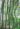 Phyllostachys_aureosulcata_Alata-bambusz