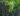 Phyllostachys_nigra_Fekete_bambusz