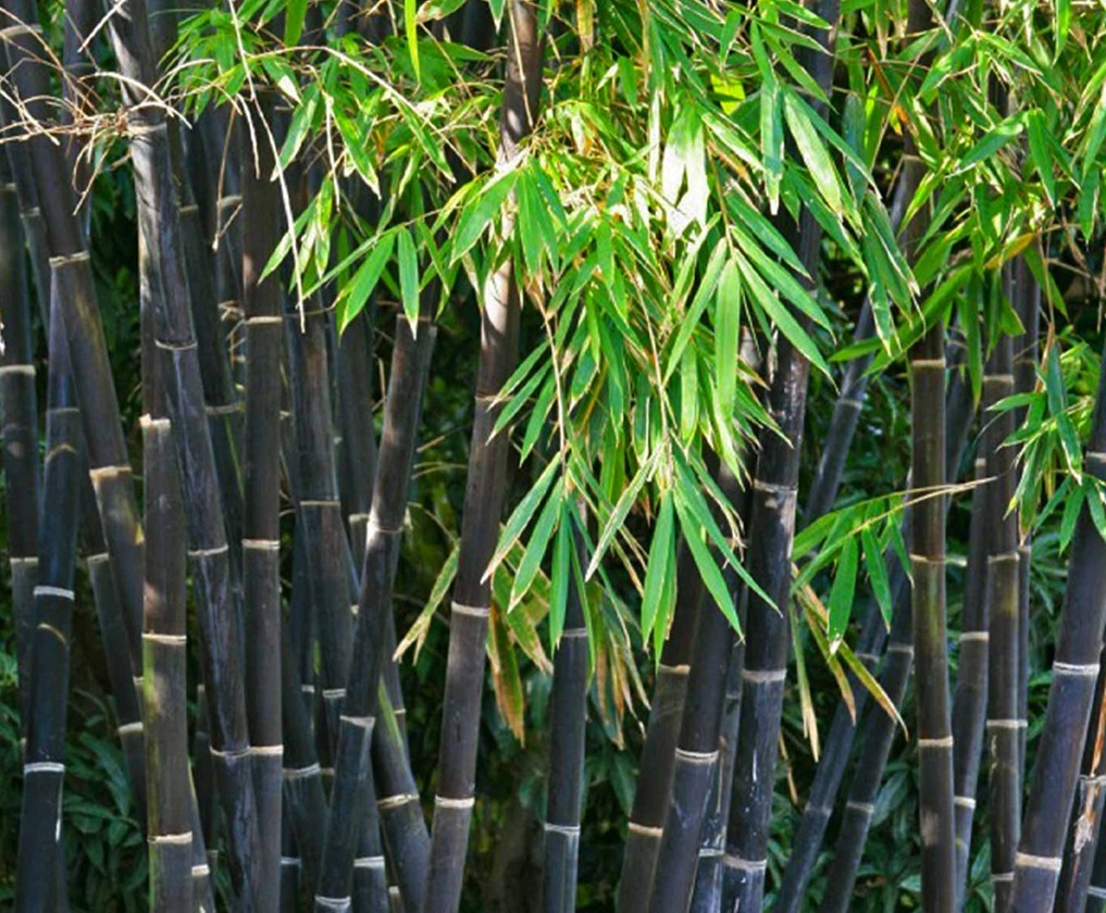 Phyllostachys nigra / Fekete bambusz