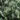 Prunus-laurocerasus-Zabeliana-babermeggy