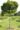 Quercus_palustris _Green_Dwarf_Torpe_amerikai_mocsartolgy
