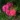 Rosa-Noatraum-Heidetraum-agyasrozsa