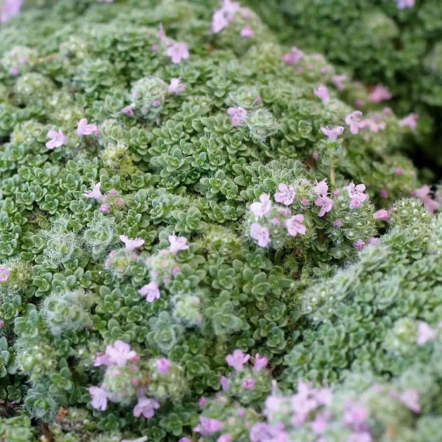 Thymus praecox ’Minor’ / Korai kakukkfű