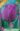 Triumph_Purple_tulipan_viraghagyma