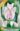Tulipan_Beauty_Trend_viraghagyma