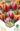 Tulipan_Duo_Color_Twins_viraghagyma