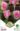 Tulipan_Duo_Royal_Couple_viraghagyma