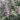 Vitex-trifolia-Purpurea-haromlevelu-baratcserje