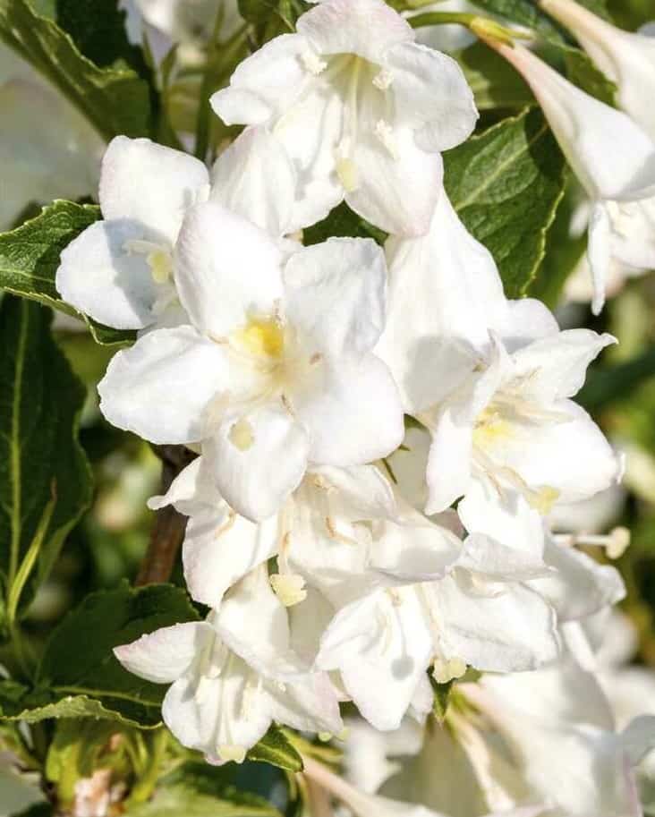 Weigela florida 'Alba' / Rózsalonc