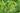alchemilla-erythropoda-alma_torpe-palastfu