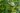azara_microphylla_chilei_kislevelu_vaniliafa
